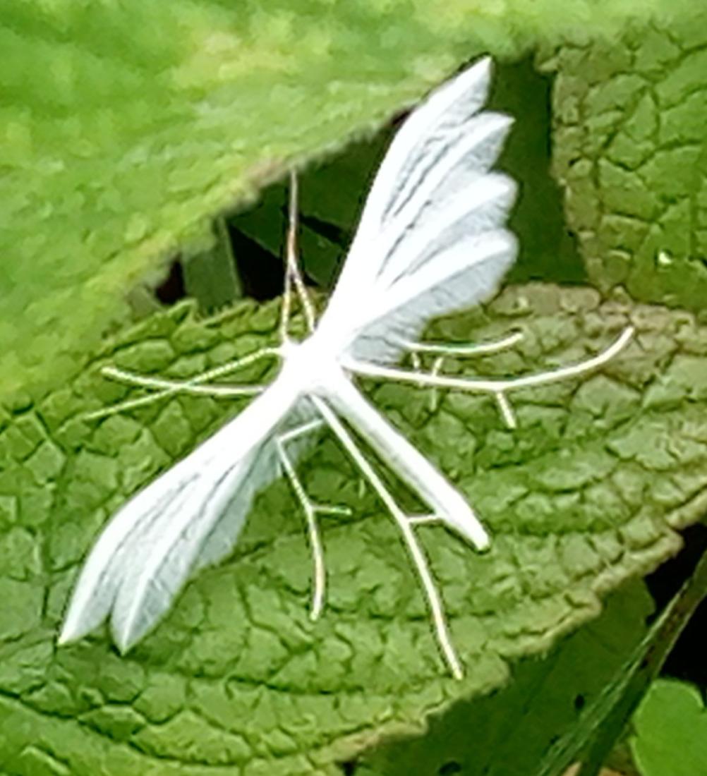 Winden-Federmotte (Pterophorus pentadactyla)