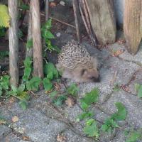 Igel