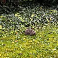 igel