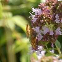 Braune Tageule (Euclidia glyphica)