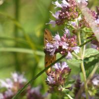 Braune Tageule (Euclidia glyphica)