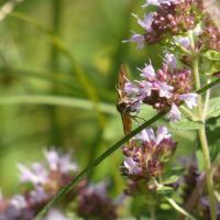 Braune Tageule (Euclidia glyphica)