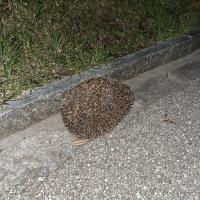 Igel