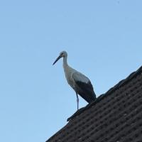 Weissstorch