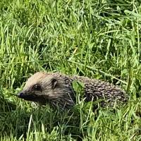 Igel