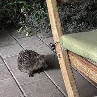 Igel