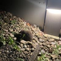 Igel