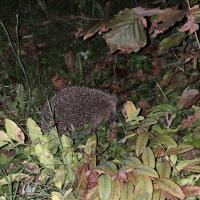 Igel